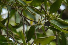 Macrosolen capitellatus